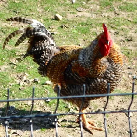 Kurka Wodna Apartament