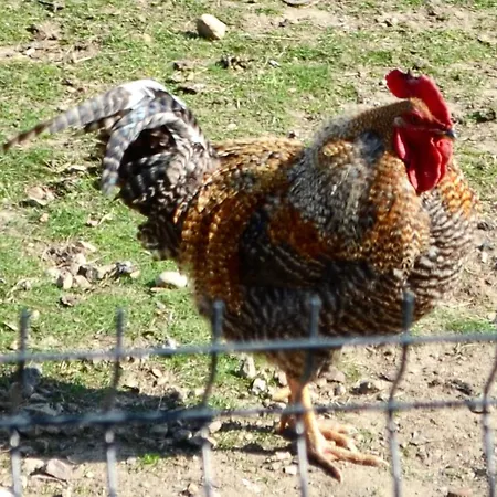 Kurka Wodna Apartament *