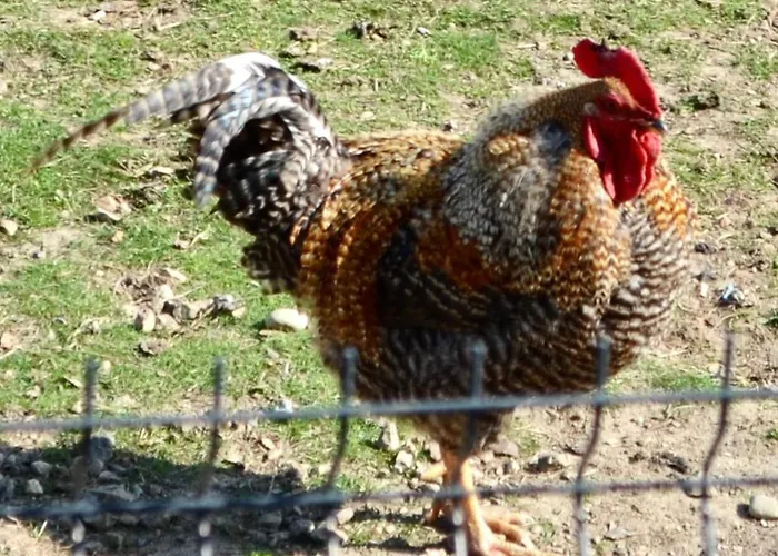 Kurka Wodna 公寓 *